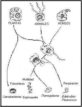 Células eucarióticas