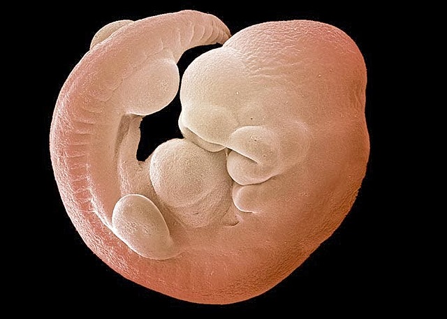 Biología del desarrollo