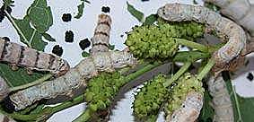 Gusanos de seda