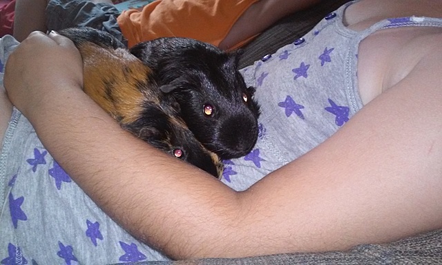 Adoptem a les cobayas