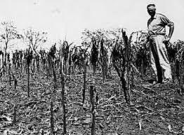 Boll Weevil destroys crops