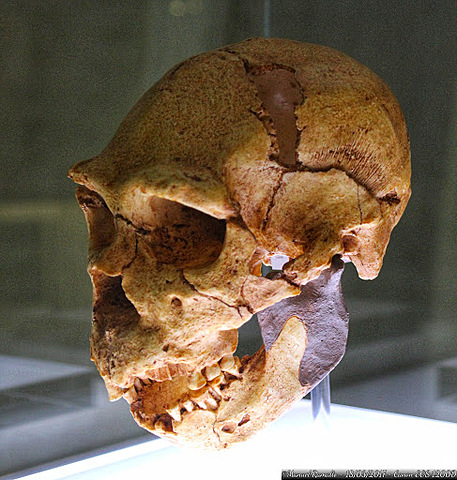 Homo heidelbergensis