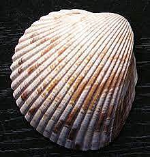 Aparición de la cerámica cardial