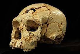 Homo heidelbergensis (encontrado en la Sima de los Huesos de Atapuerca)
