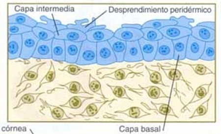 Capa basal y capa intermedia
