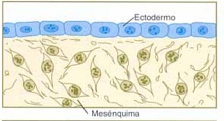 Células ectodérmicas