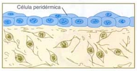Aparición de Peridermo o Epitriquio