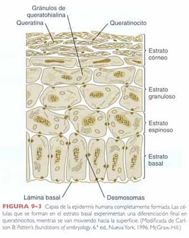 Epidermis