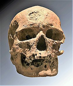 Hombre de Cromañón (Homo Sapiens Sapiens)