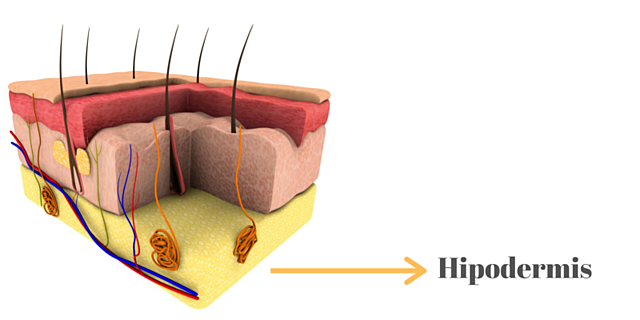 Hipodermis