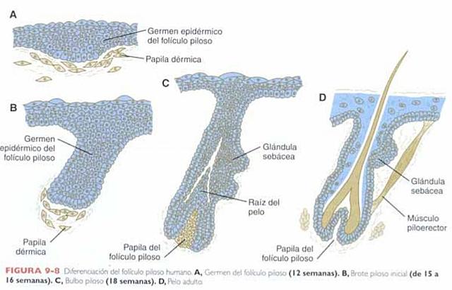 Desarrollo del folículo piloso
