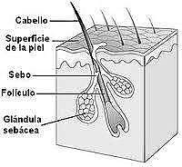 Desarrollo de la glándula sebácea