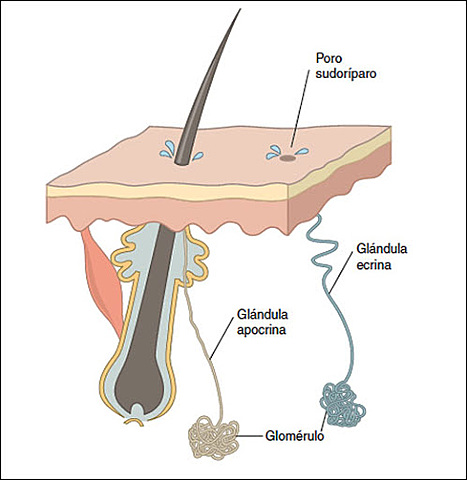 Desarrollo de la glándula sudorípara ecrina