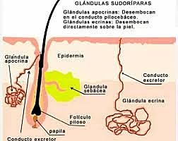 Desarrollo de la glándula sudorípara apócrina