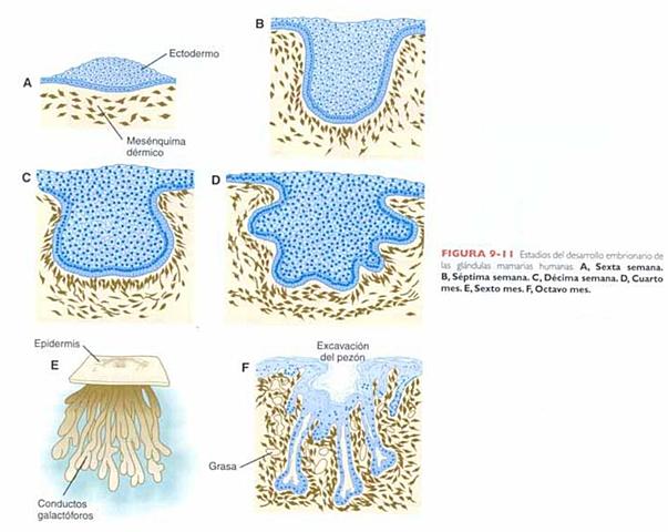 Desarrollo de la glándula mamaria