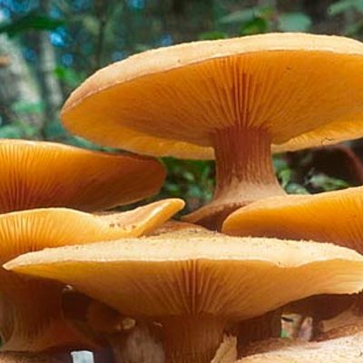 Timeline: Historia de la Micología