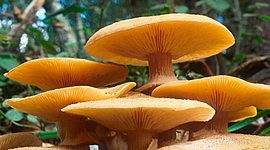 Timeline: Historia de la Micología