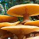Banner armillaria mellea01