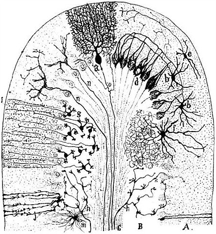 Las pruebas de patogenicidad