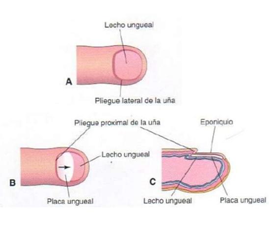Desarrollo de la placa ungueal