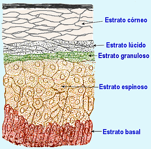 8va - 11va semana Epidermis