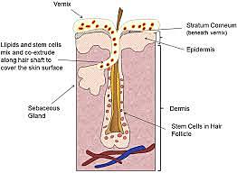 20va - 26va semana Epidermis