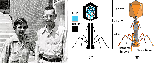 Afred Hershey y Martha Chase, 1952
