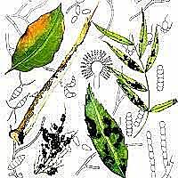 Las primeras enfermedades en la agricultura