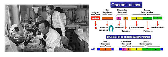 Francois Jacob y Jacques Monod, 1961     Proporcional el primer ejemplo de control de la expresión de genes a nivel de transcripción.