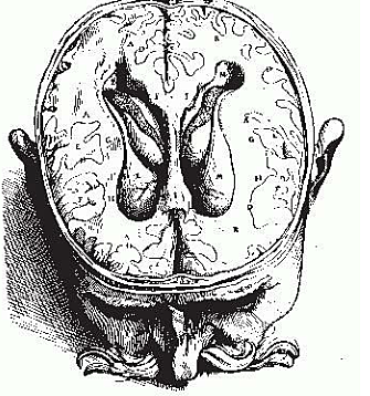 Reforzamiento de la teoría de la función cerebral a través de los fluidos que tenía Andreas Vesalio