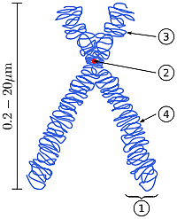 Las bacterias pueden tener comosomas lineales.