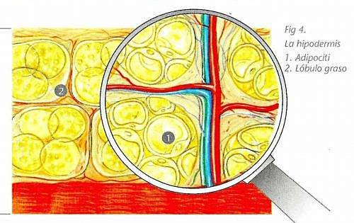 11va semana Hipodermis