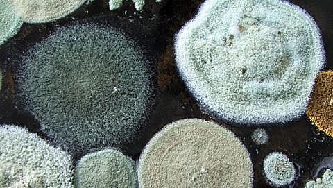 Uso de moho para el tratamiento de infecciones (China)