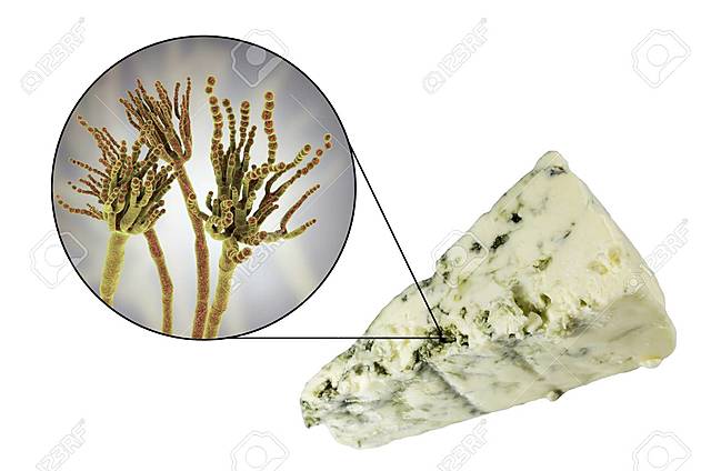 Lograr hacer en medio oriente quesos azules por Penicillium roqueforti