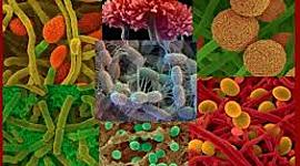 Timeline: Cronología de la Microbiología