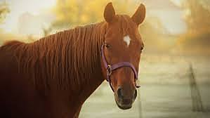 Caballos de una raza superior sanos son inseminados artificialmente por un líder árabe.