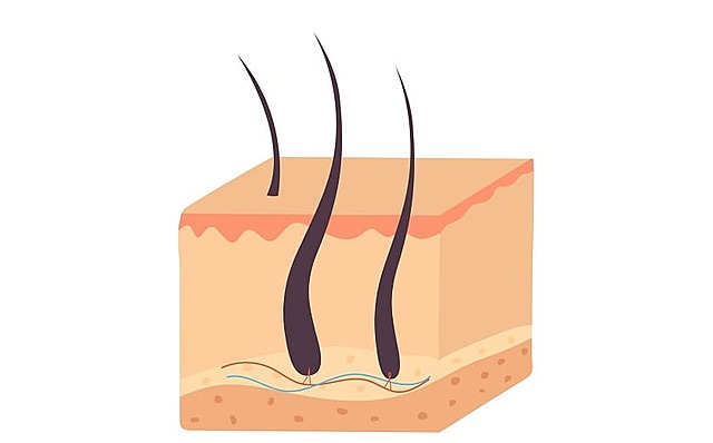 9na - 12va semana Desarrollo de folículo piloso