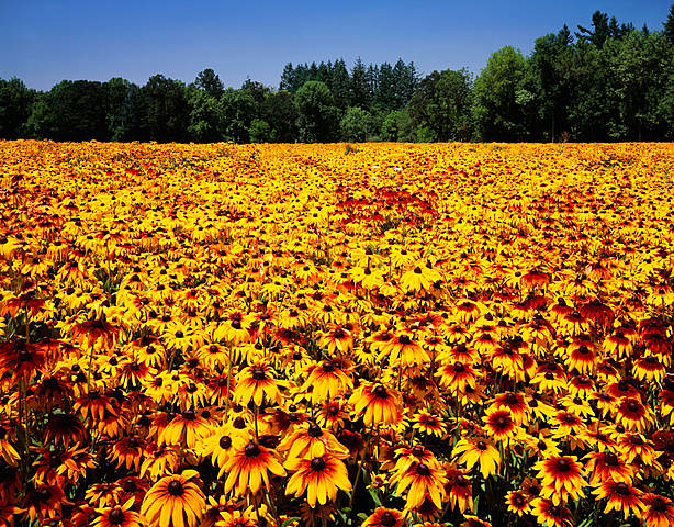 Maryland https://en.wikipedia.org/wiki/History_of_Maryland