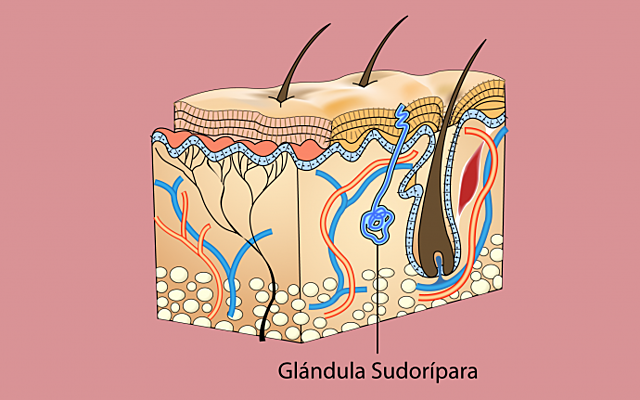 12va - 13va semana Desarrollo de la glándula sudorípara ecrina