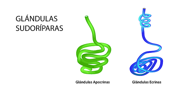 16va semana Desarrollo de la glándula sudorípara apocrina