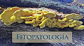 Timeline: Historia de los conceptos de causa y enfermedad: paralelismo entre la Medicina y la Fitopatología.