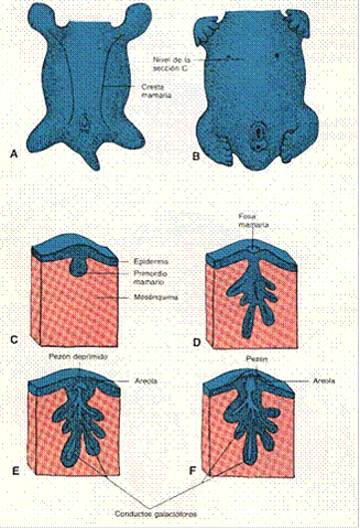 7va semana Desarrollo de la glándula mamaria