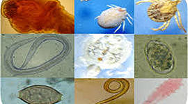 Timeline: Historia de la Parasitología