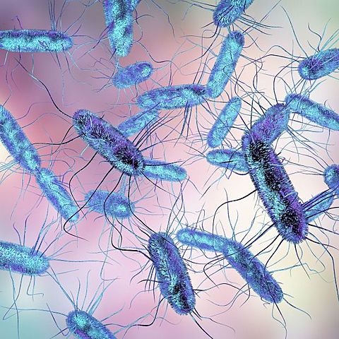 Se demuestra por primera vez que algunos químicos claves para la industria (glicerol, acetona y butanol) pueden ser generados utilizando bacterias.