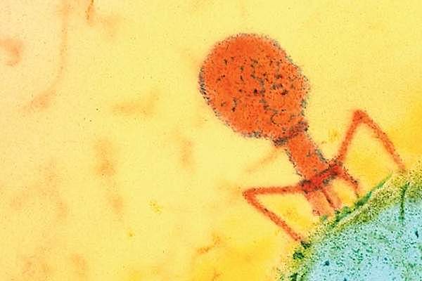 Se utilizó el microscopio electrónico para estudiar un virus que infecta bacterias, se identifica y caracteriza un bacteriófago.