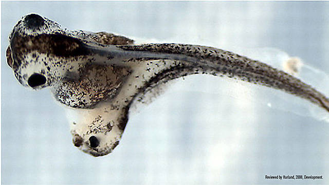 Hans Spemann, Hilde Mangold, y la salamandra de dos cabezas.