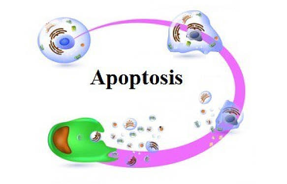 Descubrimiento de la apoptosis.