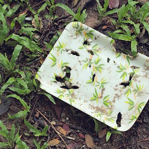 Degradación de plásticos y otros hidrocarburos