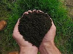 Microorganismos que participen en biorremedación de suelos