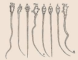 Descubrió los espermatozoides del hombre